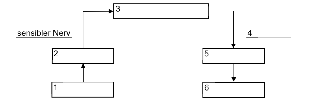 Schematische Darstellung eines Nervensystems mit nummerierten Kästchen und Pfeilen.